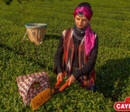 ÇAYKUR, Yaş Çay Torbası ile Çay Alımı Yapılmayacak