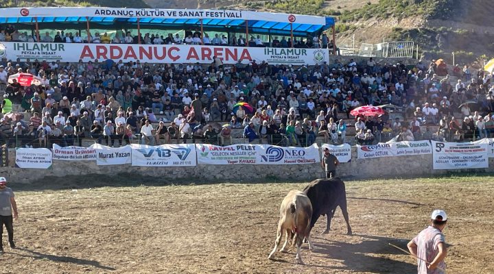 Ardanuç boğa güreşleri nefesleri kesti