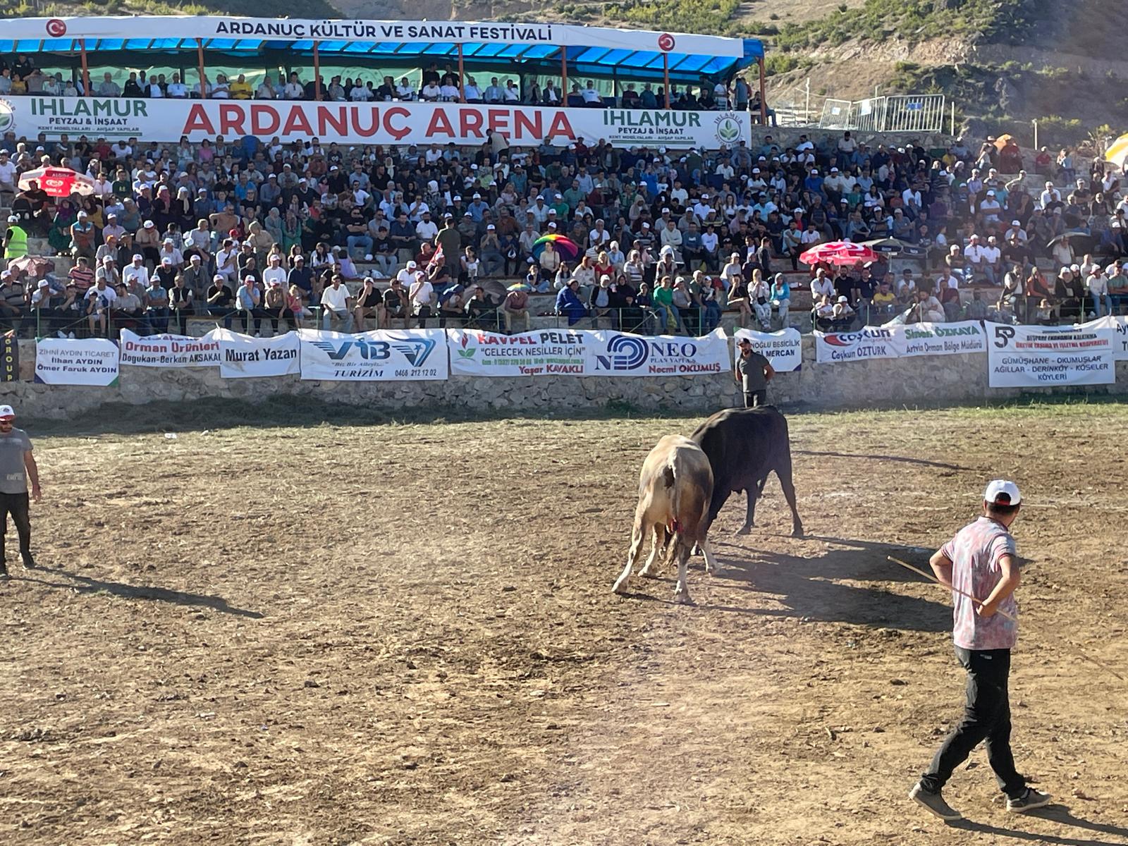 Ardanuç boğa güreşleri nefesleri kesti