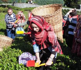 Makedonyalı Türk Gençler,Rize ve Çayı keşfetti