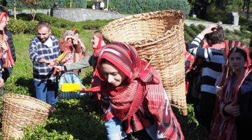 Makedonyalı Türk Gençler,Rize ve Çayı keşfetti